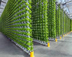 Vertical Farming