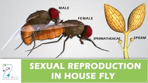 Image result for life stages of a housefly