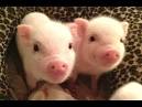 Funny and cute mini pig videos compilation -