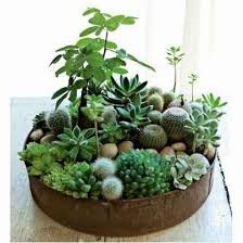 Resultado de imagen de mini jardines caseros en pinterest