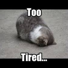Image result for tired cat pictures