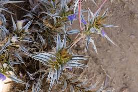 Image result for Blepharis gazensis