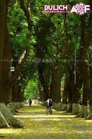 Kết quả hình ảnh cho Sư be với lá vàng images