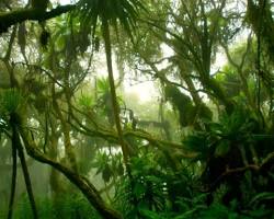 Image of Tropical rainforest biome