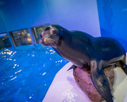 Image of Sea Lion Encounters at the Texas State Aquarium