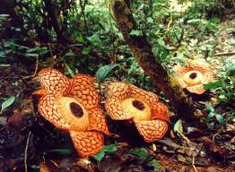 Image result for bunga rafflesia di malaysia