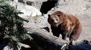 Image result for the calgary zoo