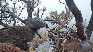 Internet-famous bald eagle Jackie is fighting for her life as donations pour in to save Big Bear habitat