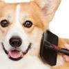 Story image for Best Pet Supplies Pet Grooming Supplies Pet Combs Brushes For Sale from Top Dog Tips (press release) (blog)