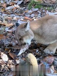 Sự tử tế của con người dành cho sư tử và nó đã trả ơn…