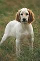 Le Setter anglais, sa chasse, sa vie, son comportement