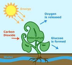 Image result for photosynthesis