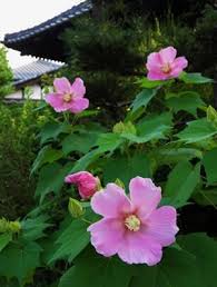 「舎那院　芙蓉の花」の画像検索結果
