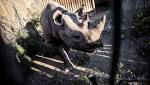 rhinos Chad after being relocated