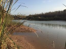 Image result for IRAN HORSES