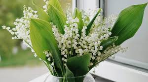 Attention à l’intoxication au muguet : cette erreur dangereuse que tout le monde fait le 1er mai