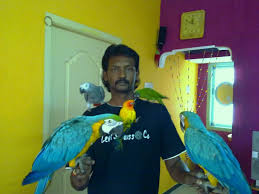 Image result for baby macaw parrot for sale