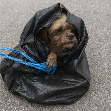 Man charged after tying up dog in trash bag and throwing ...