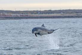 Pyrénées-Atlantiques. Pas « un animal domestique » : pourquoi la présence de ce dauphin inquiète