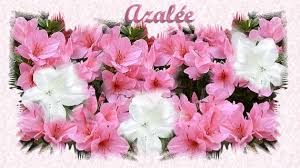 Rsultat de recherche d'images pour "image fleur azal"