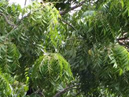 Image result