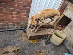ROTHERHAM MAN BANNED FROM KEEPING ANIMALS FOR 10 YEARS AFTER RSPCA DISCOVERS EMACIATED DOGS A Rotherham man who tethered his dogs outside in “filthy and cramped conditions” has been banned from keeping