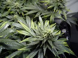 Résultat de recherche d'images pour "cannabis leaf"