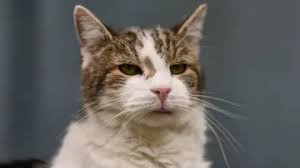 Could over-the-counter flea treatments for pets face a ban in the UK?