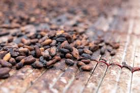 Ghana Cocoa Season Go Start Early Secof COCOBOD Boss Talk