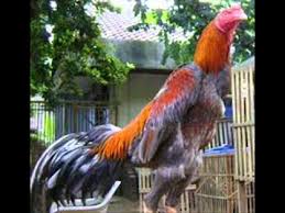 Hasil gambar untuk ayam bangkok