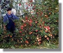 Obstbäume und Beerensträucher Hans Fenzl