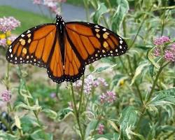 Monarch butterfly, the state butterfly of West Virginia