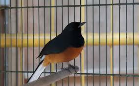 Hasil gambar untuk murai batu