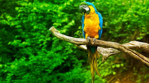 Image result for macaw parrot hd