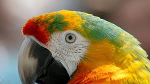 Image result for macaw parrot hd
