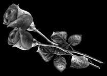 images?q=tbn:ANd9GcS5h9roQUafMRMOSEf1b_S