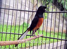 Hasil gambar untuk murai batu