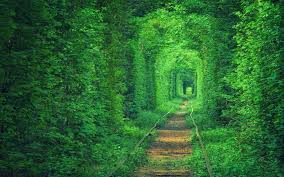 Image result for green