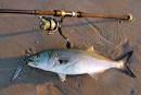 Saltwater Fishing Bluefish m