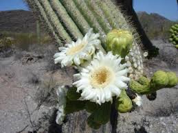Image result for saguaro cactus