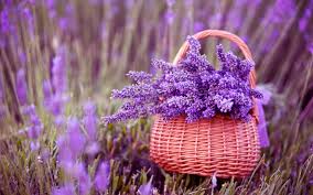 Image result for lavender