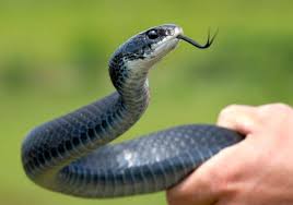 RFK Jr wrestling two snakes in Florida