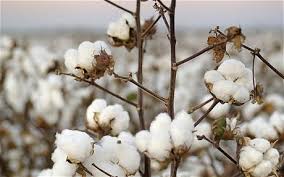 Image result for cotton