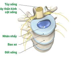 Image of Cấu trúc đĩa đệm