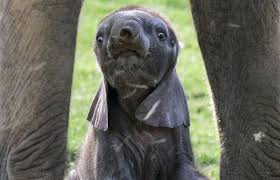 baby elephant