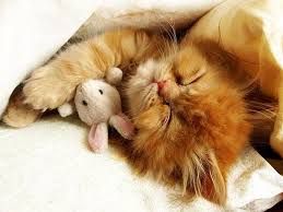 Image result for cat and animals