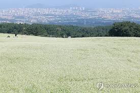 Daum
