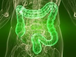 Risultati immagini per intestino nei dipinti