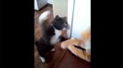 VIDEO. Un chat chasse. une peluche