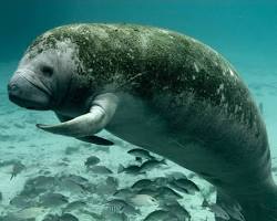 Image of manatee in Florida